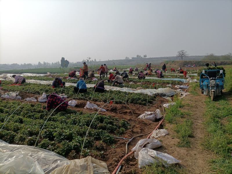 脱毒原种西瓜红（普薯32）红薯苗，基地直供，支持线上交易