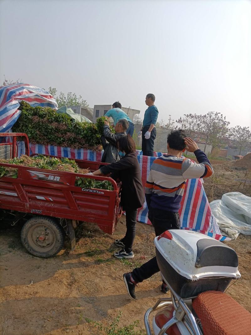 脱毒原种西瓜红（普薯32）红薯苗，基地直供，支持线上交易