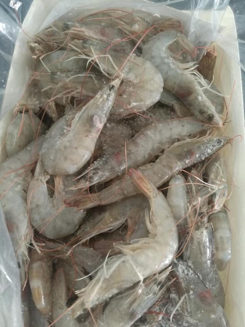 【8斤大虾】已做核酸，青岛海捕大虾基围虾顺丰冷链包邮