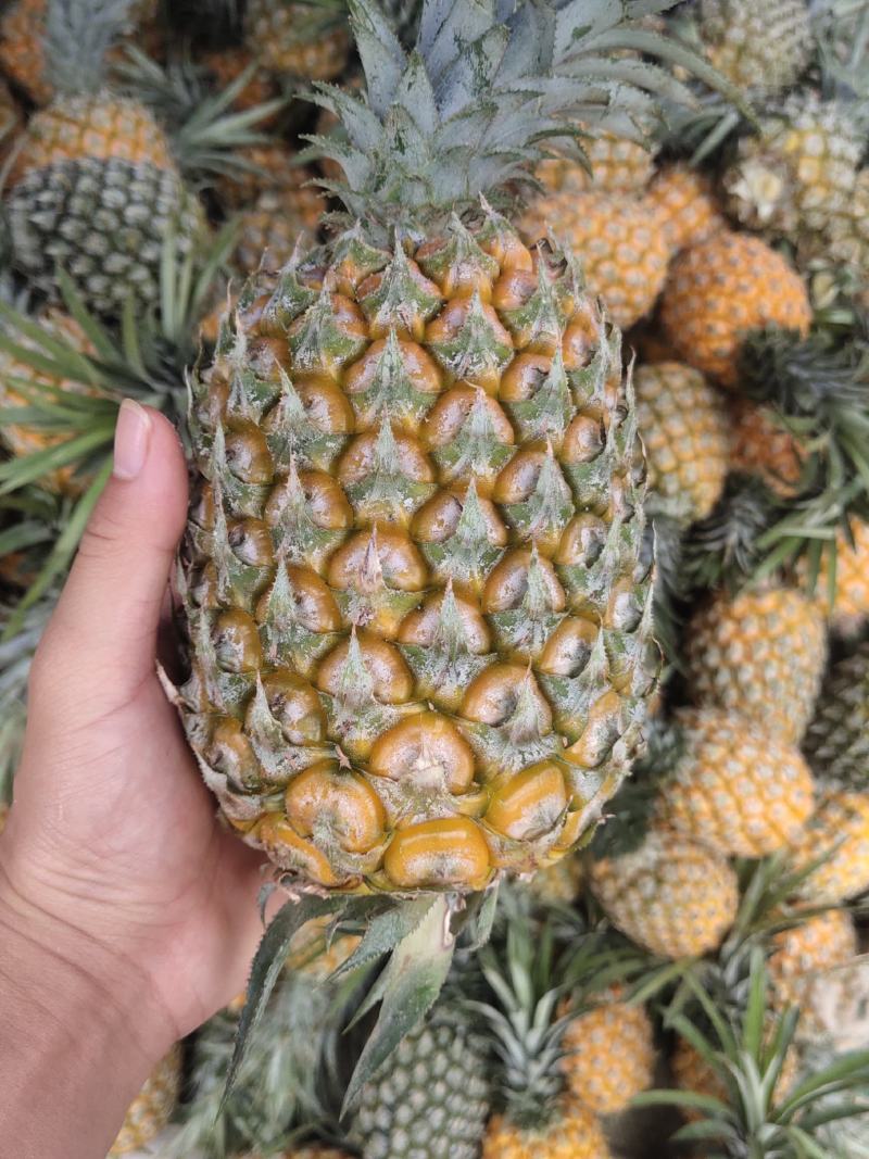 热带水果