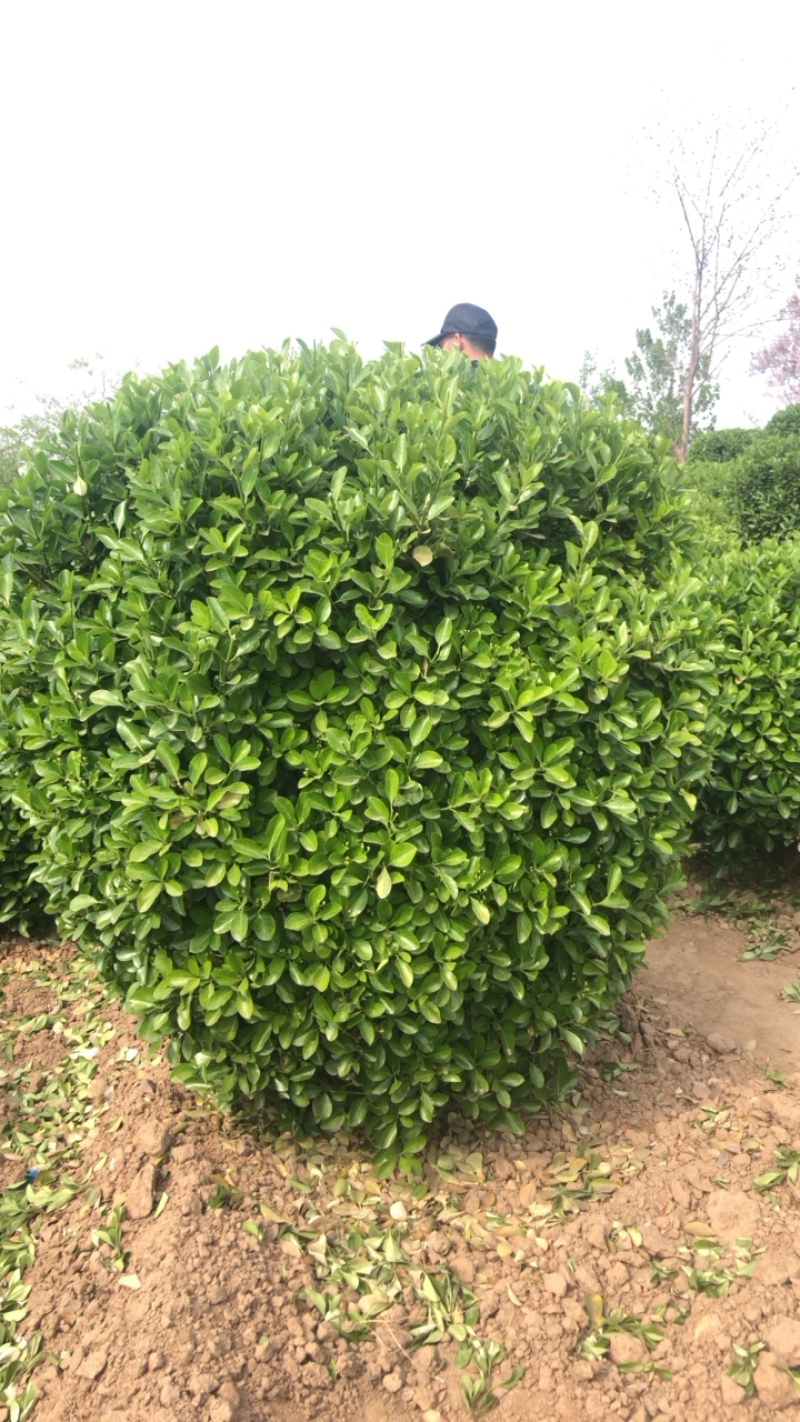 精品冬青球，黄杨球，大叶黄杨球，各种规格80~2米冠幅
