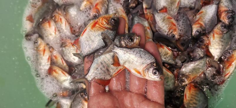 鲳鱼苗，鱼苗场直供应快大杂交良种淡水鱼，质数质量发货。
