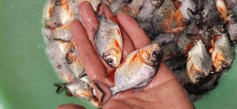 鲳鱼苗，鱼苗场直供应快大杂交良种淡水鱼，质数质量发货。