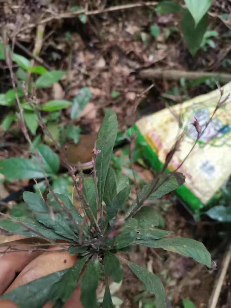 野生白背草白花地胆头白背仔