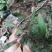 野生白背草白花地胆头白背仔