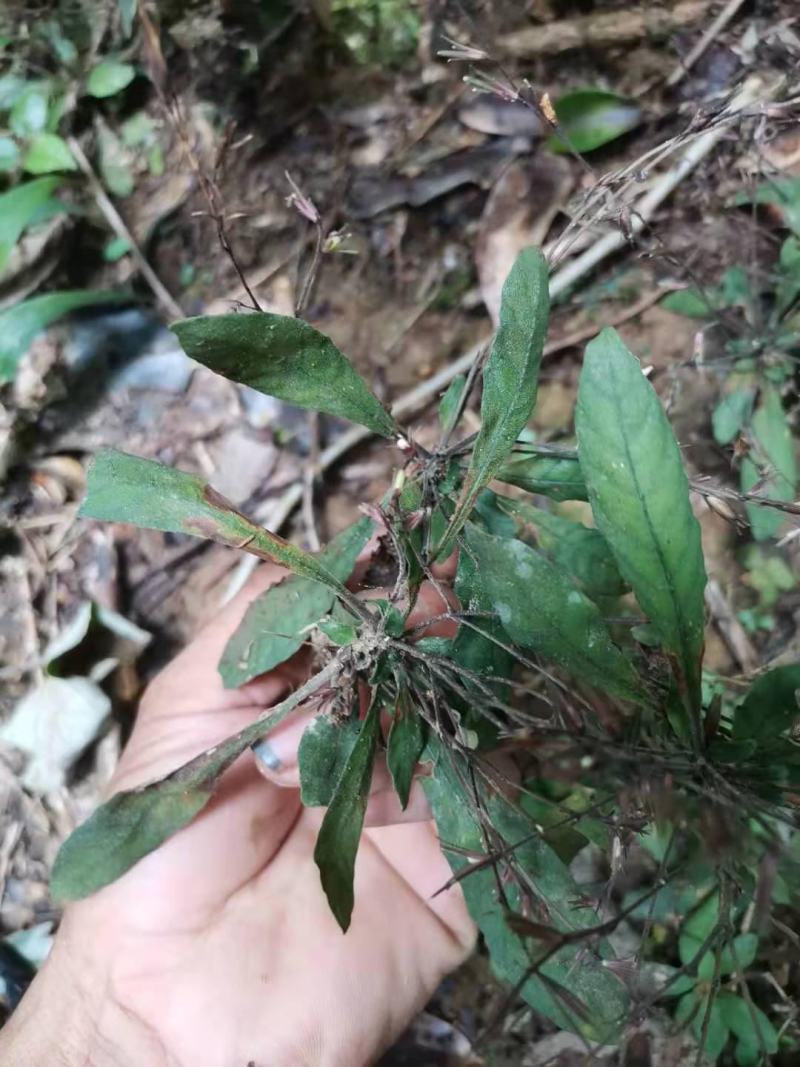 野生白背草白花地胆头白背仔
