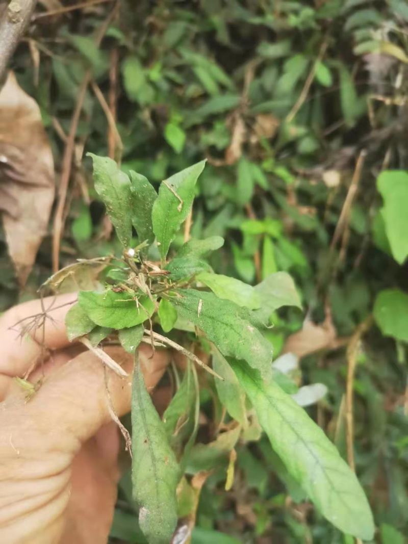野生白背草白花地胆头白背仔