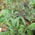 野生白背草白花地胆头白背仔