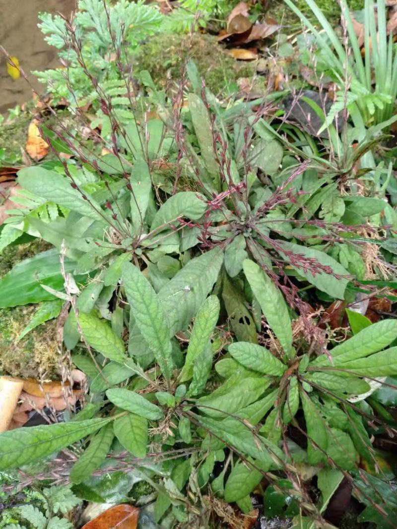 野生白背草白花地胆头白背仔