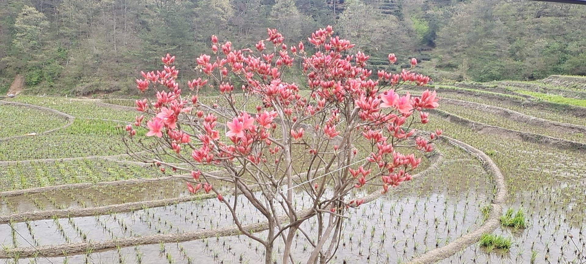 一片郁郁葱葱的伏牛山山坡上,成片的连翘灌木正在开花结果,枝条上挂满未成熟的青绿色连翘果实,阳光透过树叶洒落,果实表面有细微绒毛,形态饱满圆润,背景可见山区梯田地貌 伏牛山青翘植株特写