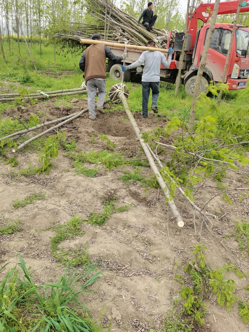 刺槐基地直销6-8公分