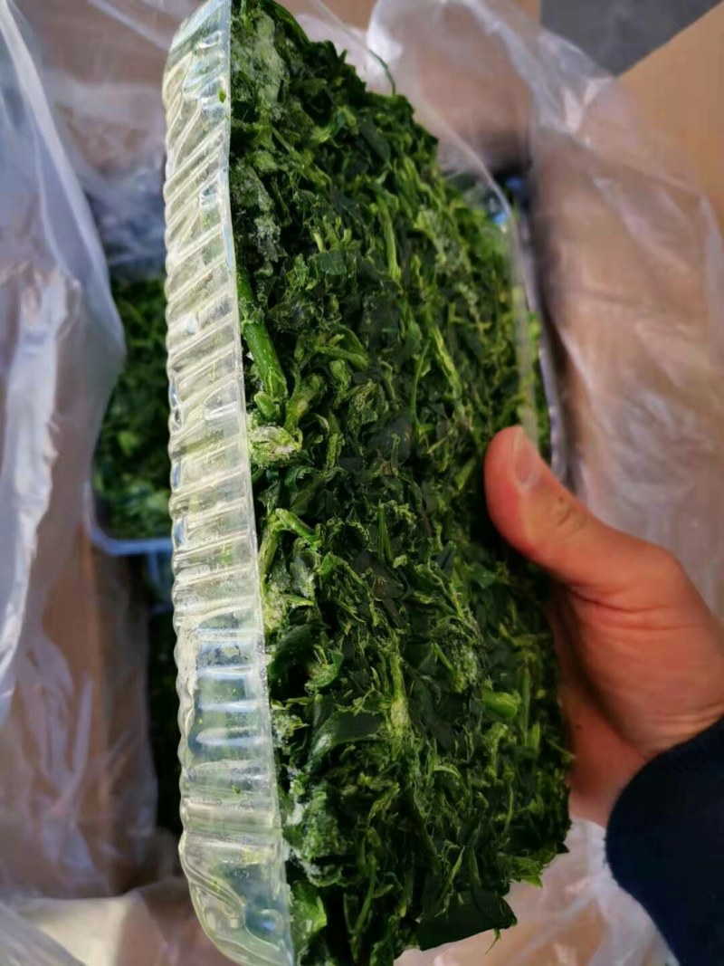 苜蓿批发批发冷冻苜蓿金花菜食材