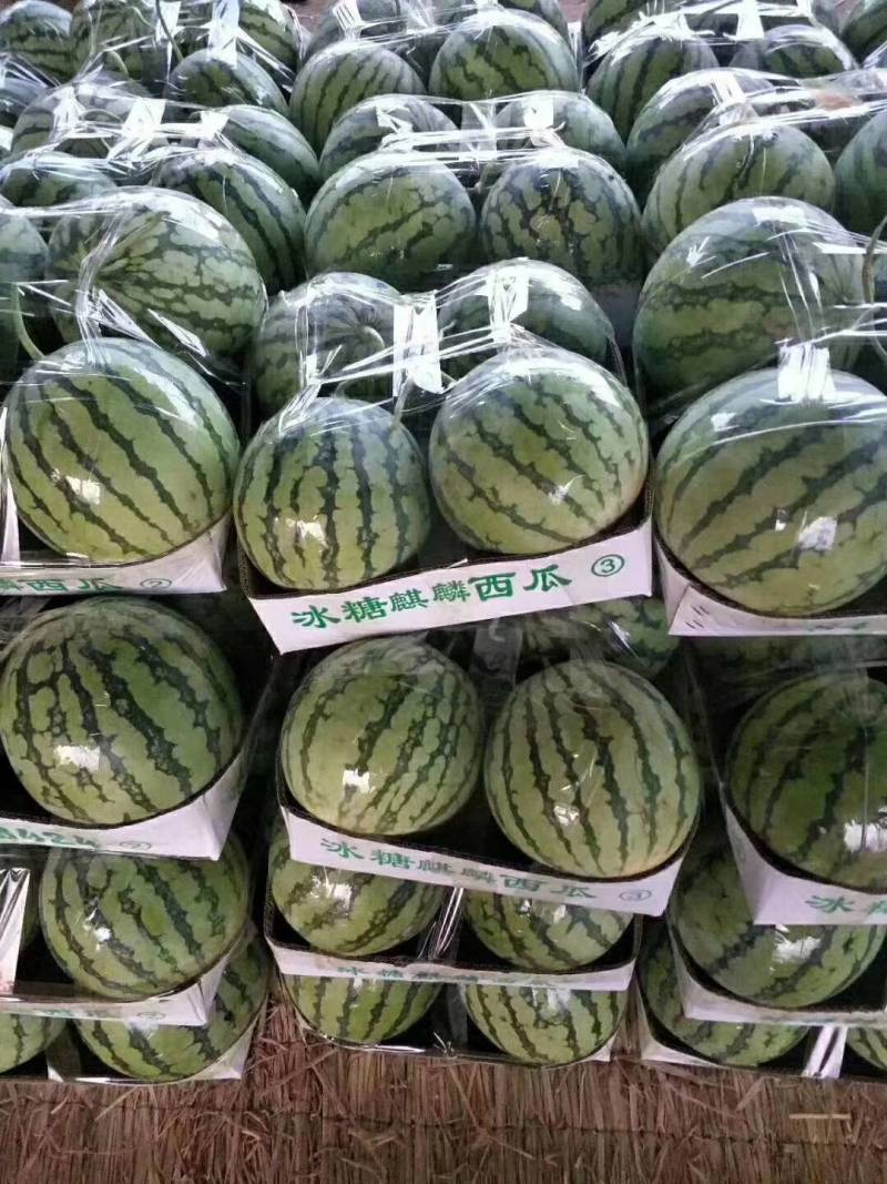 【热卖】8424西瓜产地直供货源充足，有专业的挑瓜师