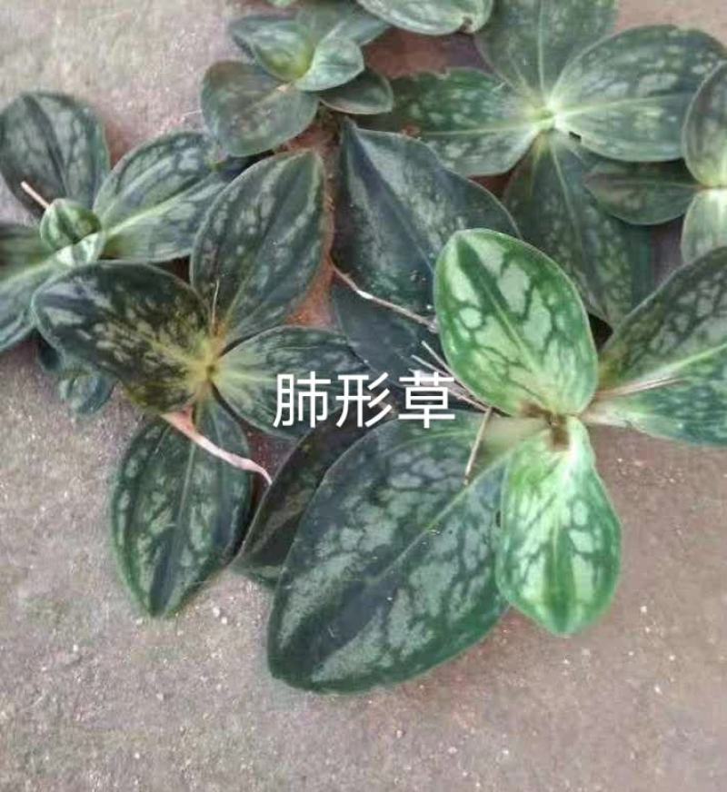 肺形草