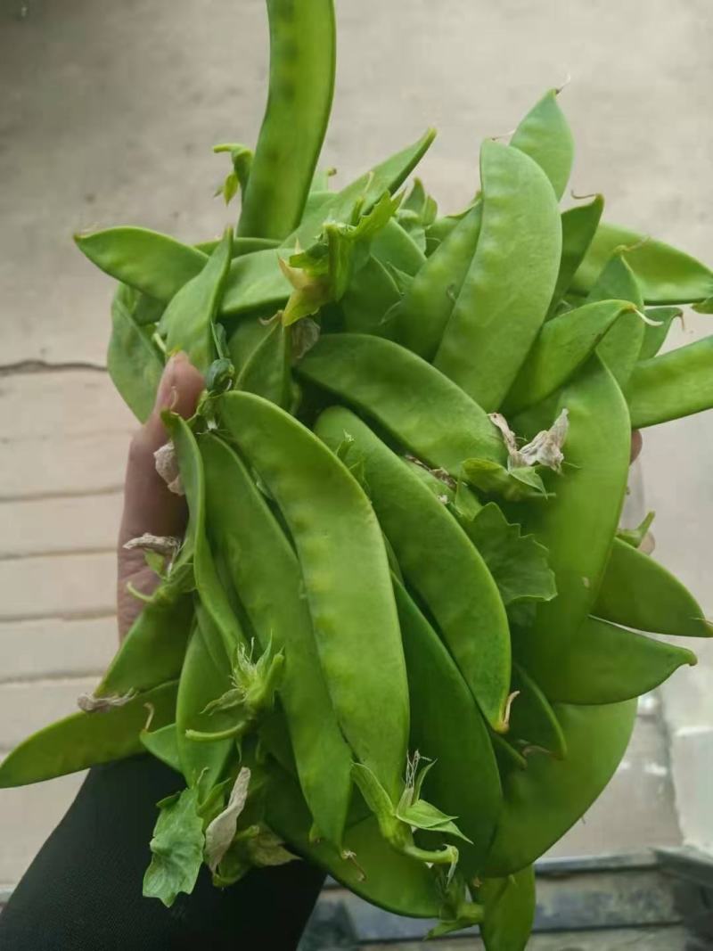 荷兰豆豌豆片产地直销大量上市货源稳定打包加冰瓶发货
