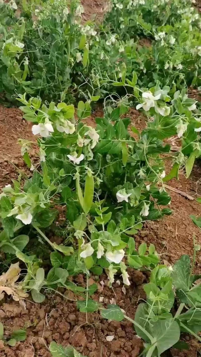 荷兰豆豌豆片产地直销大量上市货源稳定打包加冰瓶发货
