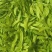 荷兰豆豌豆片产地直销大量上市货源稳定打包加冰瓶发货
