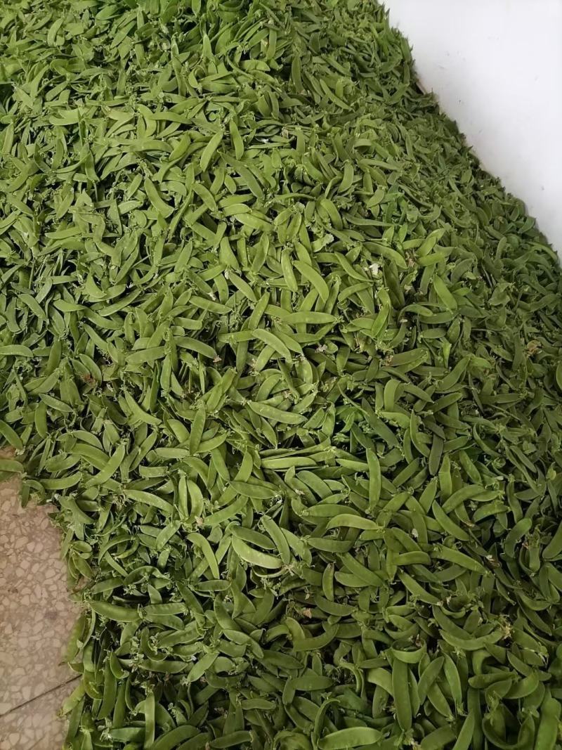 荷兰豆豌豆片产地直销大量上市货源稳定打包加冰瓶发货