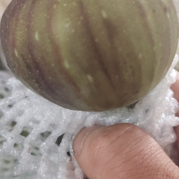 反季节无花果量大