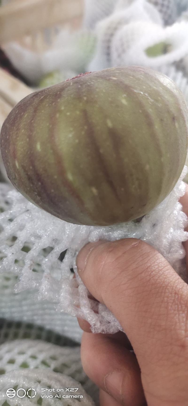 反季节无花果量大