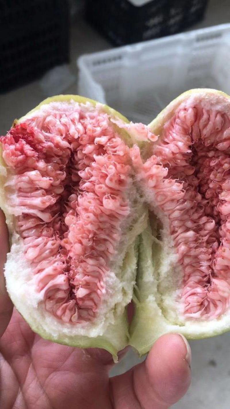 反季节无花果量大