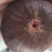 反季节无花果量大
