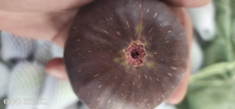 反季节无花果量大