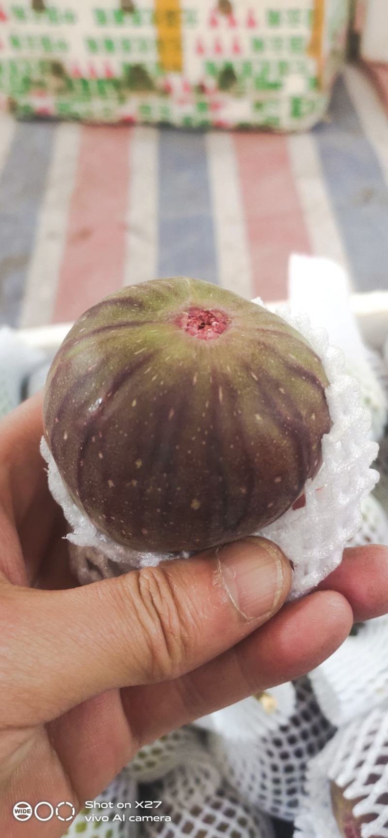 反季节无花果量大