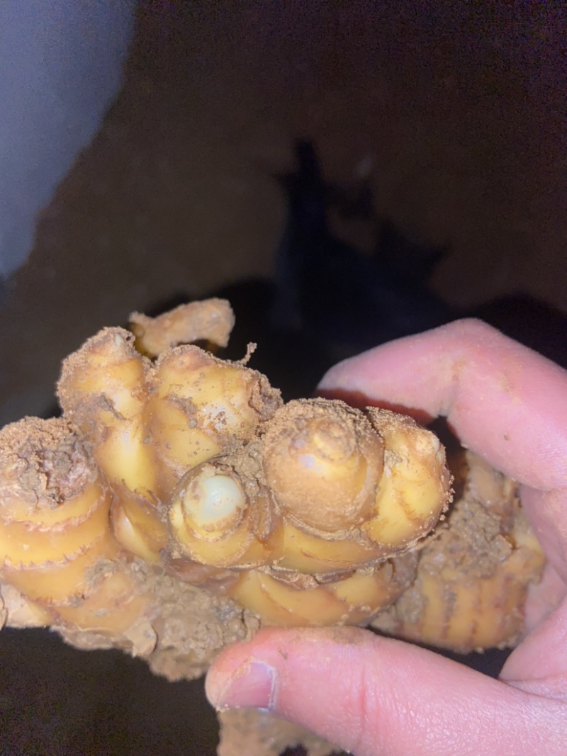 云南本地小黄姜