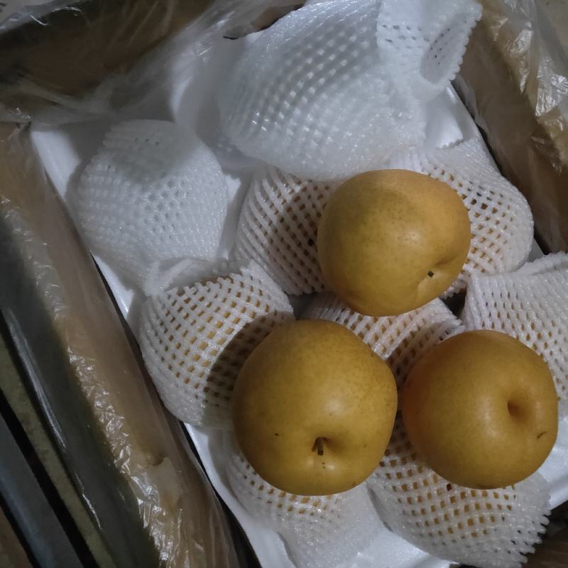 秋月梨河北省赵县产地直销品质好优质赵县晚秋梨脆甜爽口