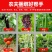 绑枝夹番茄绑枝机黄瓜绑蔓机绑蔓枪大棚果蔬捆绑器绑蔓夹