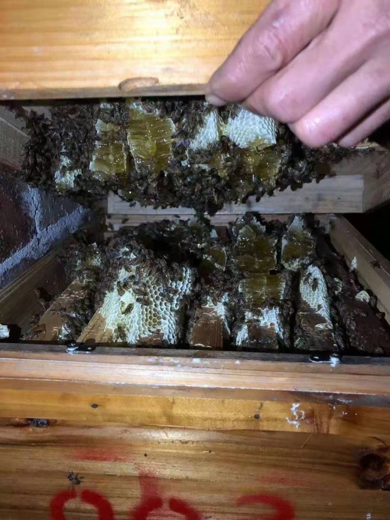 出售自家养的蜂蜜，