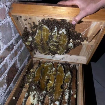 出售自家养的蜂蜜，