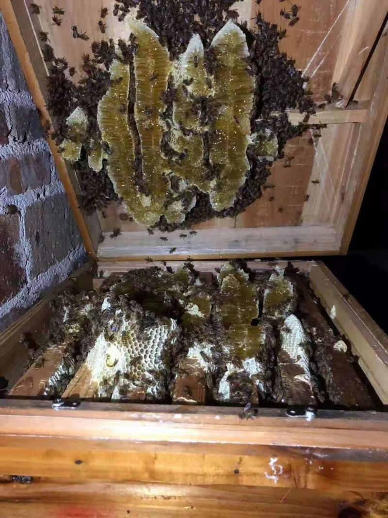 出售自家养的蜂蜜，