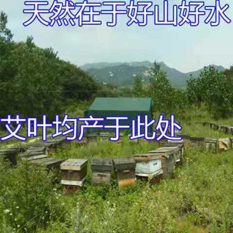 艾叶草干艾草叶泡脚包野家用生散装新鲜去泡澡濕气月子专用产
