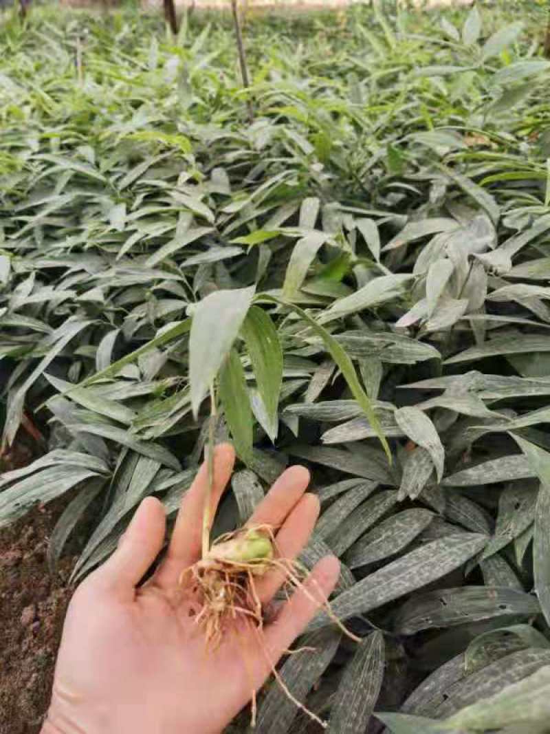 黄精苗子