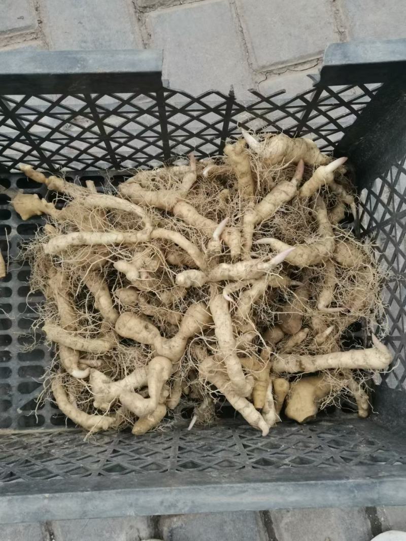 黄精苗子