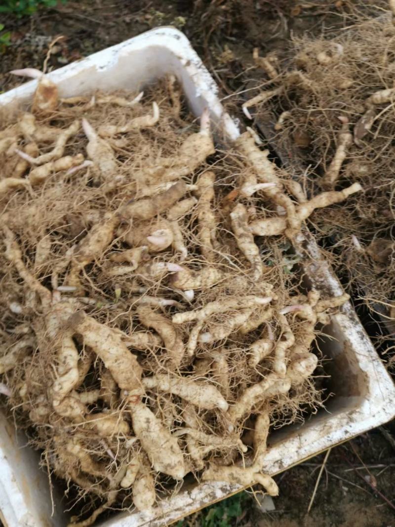 黄精苗子