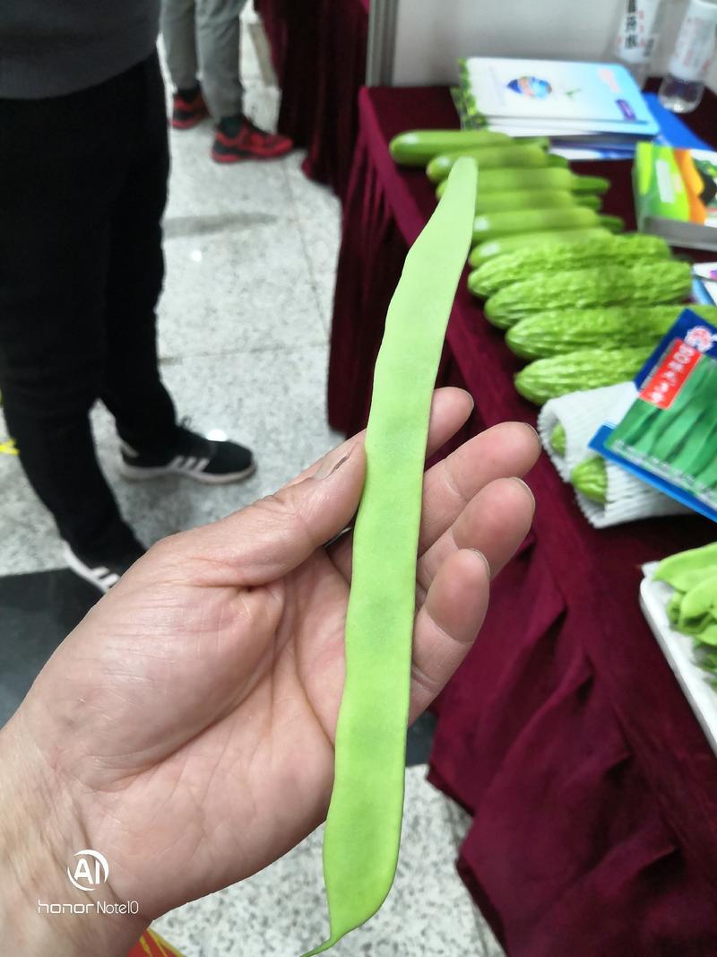 绿亨SQ绿龙三号四季豆种子，武汉信农田源种业总经销
