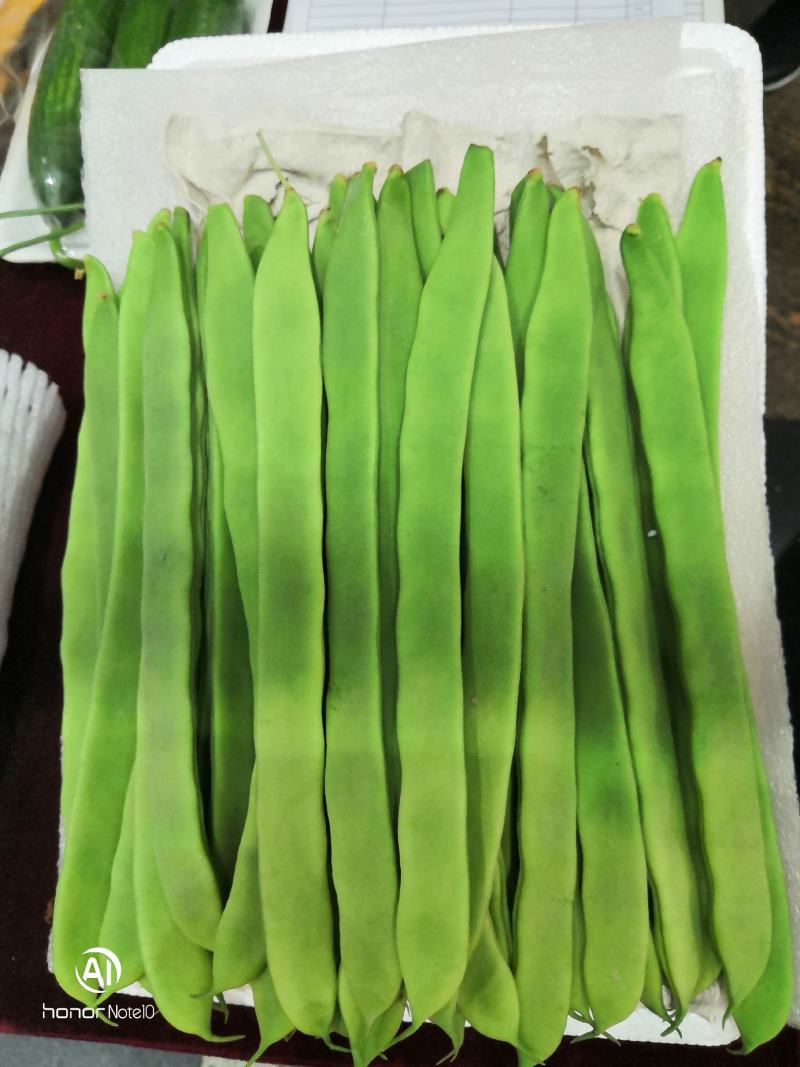 绿亨SQ绿龙三号四季豆种子，武汉信农田源种业总经销