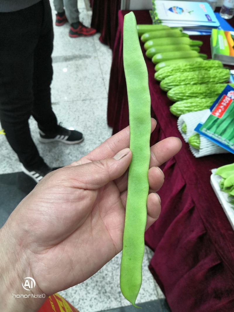 绿亨SQ绿龙三号四季豆种子，武汉信农田源种业总经销