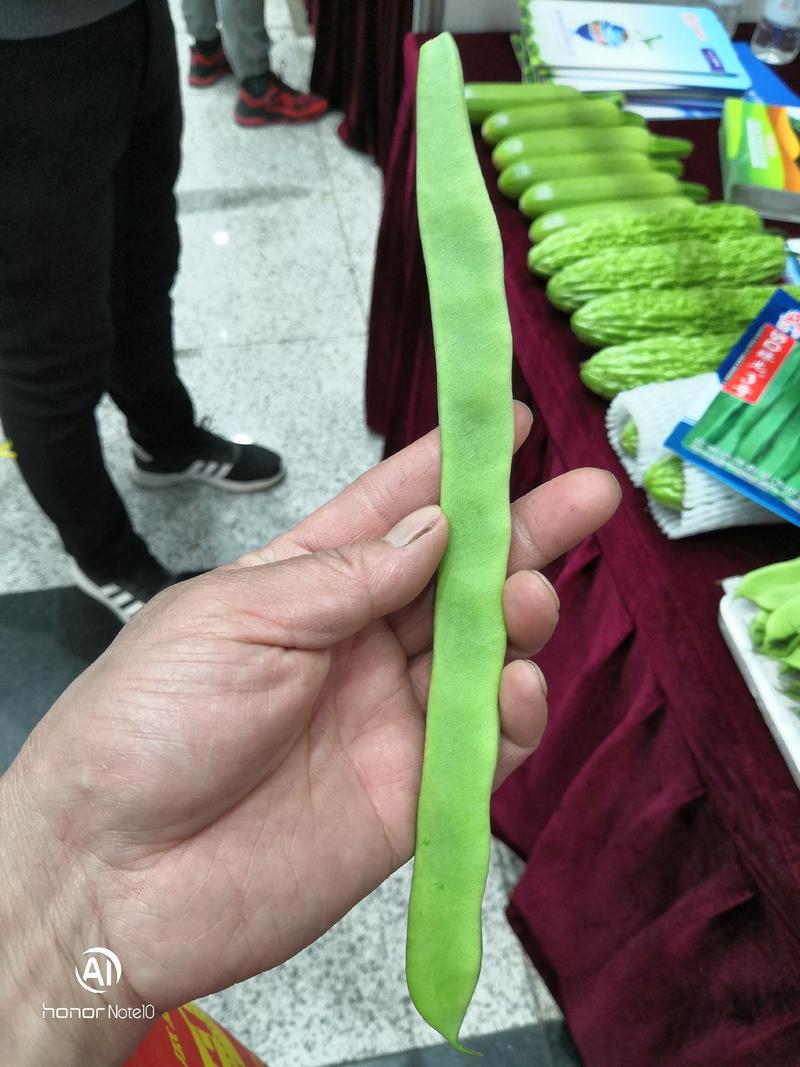 绿亨SQ绿龙三号四季豆种子，武汉信农田源种业总经销