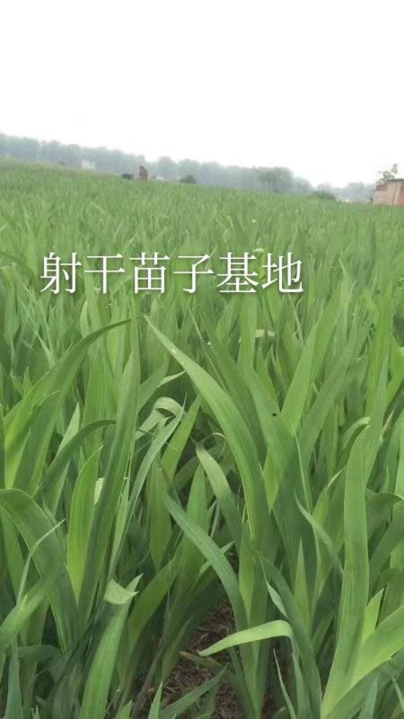 射干苗子