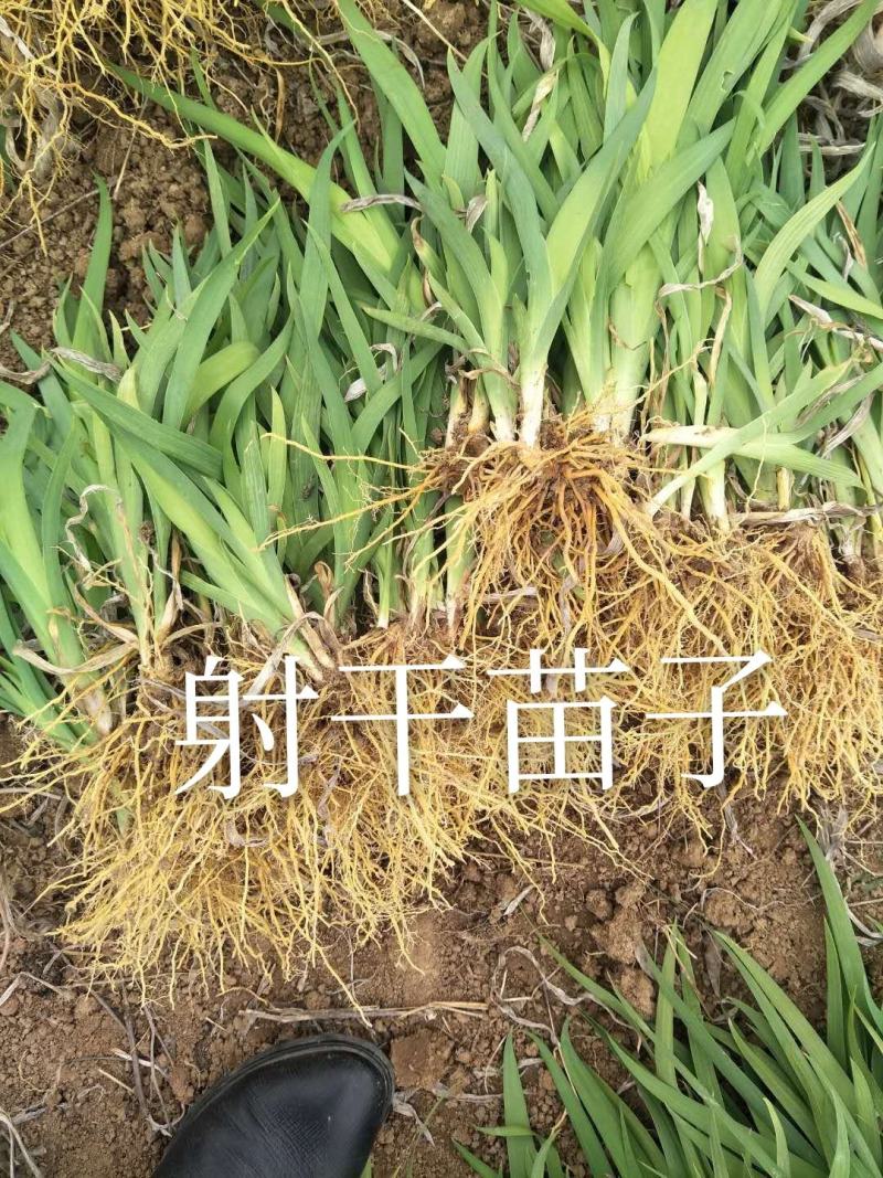 射干苗子