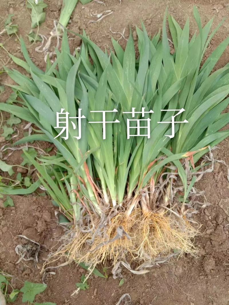 射干苗子