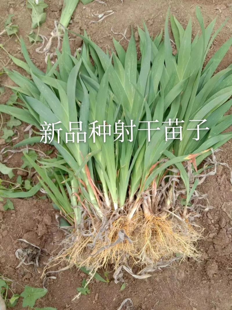 射干苗子