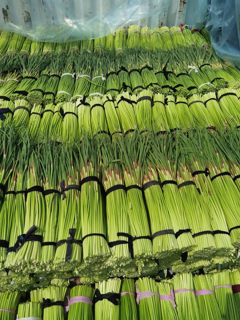 蒜苔精品红帽蒜苔，代发各大超市电商及各大市场。欢迎你的