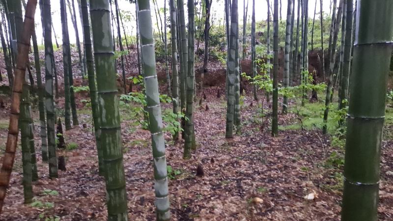 大别山毛竹笋楠竹笋干笋