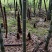 大别山毛竹笋楠竹笋干笋