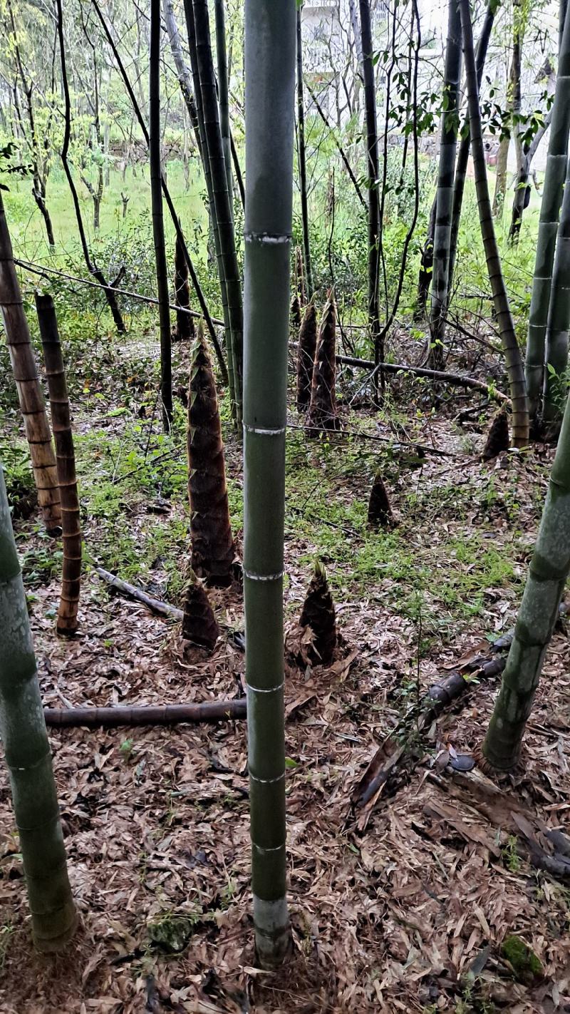 大别山毛竹笋楠竹笋干笋